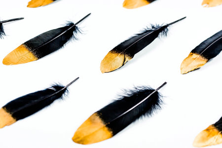 Banner. Stylish black and gold feather. Pattern with black feathers on an isolated white background. The view from the top. flatly.の写真素材