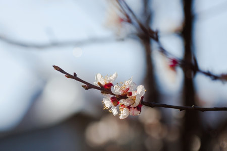 Apricot blossom in spring. Floral background with beautiful bokeh. close-up. Copy space for text.の写真素材