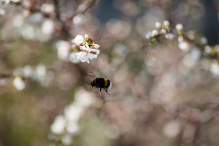 Close up image of sakura flowers. Spring, nature wallpaper. Cherry blossom in the garden with green...