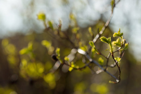 Spring time, nature wallpaper. Young tree leaves and bud close-up. New spring foliage appears on the branches. A tree or bush that releases buds. Seasonal forest, blurred background.の写真素材