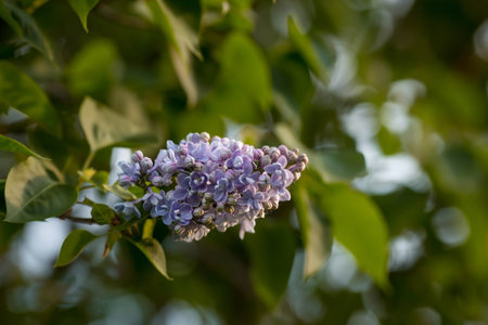 Banner. Delicate purple lilac blooms in the park. flowers at sunset. The glow from the sun. close-up. Beautiful bokeh in the background.の写真素材