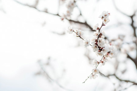 Banner. macro photography. Spring, nature photo wallpaper. An apricot blooms in the garden. Blooming...