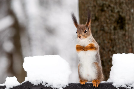 Winter. Portrait of a fluffy squirrel with nuts in its paws. Squirrels in the Tsaritsyno City Park. Feeding animals in winter.の写真素材