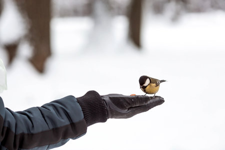 Winter. Portrait of a bluebird bird on a man's arm. Birds in the Tsaritsyno City Park. A woman feeds birds from her hands. Feeding birds in winter.の写真素材