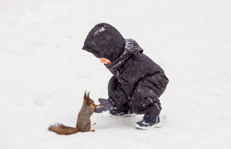 A boy feeds a squirrel in a winter park. A small child is watching a wild animal in a winter forest. It is snowing heavily. Children play outdoors with pets.の写真素材