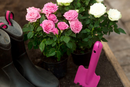 Garden supplies close-up. Rubber boots, shovel and roses in pots. Planting beautiful flowers in the soil. The concept of nature conservation, agriculture and floristry.の写真素材