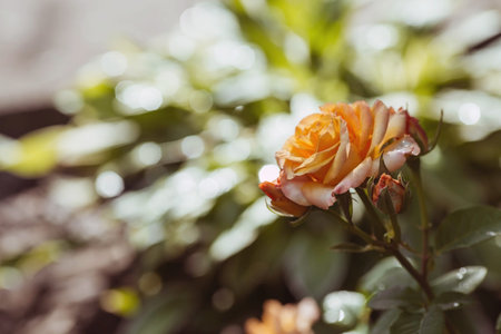A bushy yellow rose with dew at dawn. An elegant twig and a bud. beautiful sunlight. The background...