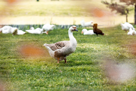 Domestic geese and ducks at the poultry farm stand on the green grass in nature on a hot sunny day. Breeding of birds. Household.の写真素材