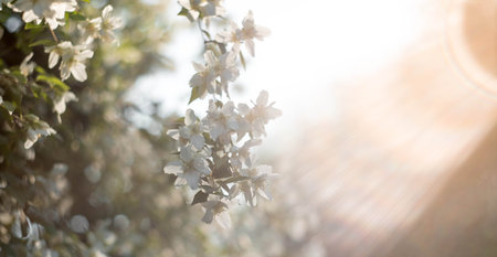 Close-up of a blooming white jasmine. Flowers and buds at sunset. green natural background. beautiful bokeh. A copy of the text space.の写真素材