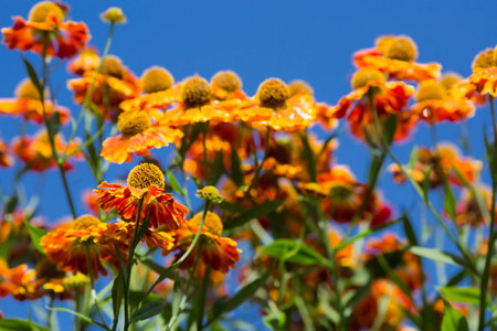 Autumn, floral background. The honey bee collects pollen from the flower. A large, dense Bush. Beautiful yellow Gelenium flower grows in the garden.の写真素材