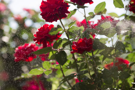A red rose with raindrops at sunset. The background image is green-red. Natural, environmentally friendly natural background. A copy of the place for the text.の写真素材