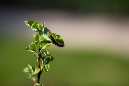 Caterpillar on the leaves of a young Apple tree.の写真素材