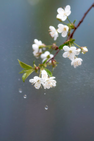 Cherry blossom in spring for background or copy space for text.の写真素材