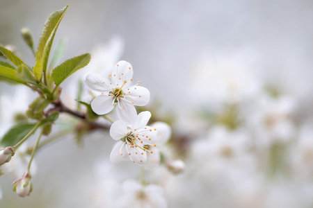 Cherry blossom in spring for background or copy space for text.