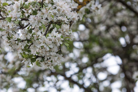 Apple blossoms in the beautiful sunset light. Spring, nature wallpaper. A blooming apple tree in the...