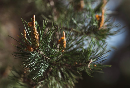 Green young pine cone on a tree at sunset, close-up. A pine branch with green needles and a...