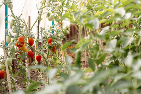 Harvest the tomato in the greenhouse.