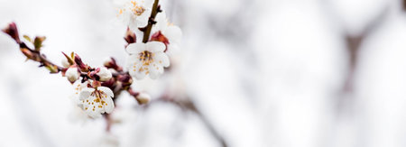 Banner. macro photography. Spring, nature photo wallpaper. An apricot blooms in the garden. Blooming white buds on the branches of a tree.の写真素材