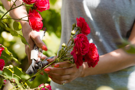 A beautiful red rose in the gardener's hand. A woman with garden pruners cuts off dry buds. Care of plants in the garden.の写真素材