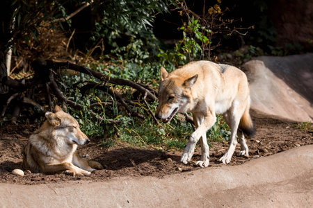 Portrait of a wolf in a natural environment in nature. Close - up of the animal. Moscow Zoo.