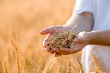 A man holds golden ears of wheat against the background of a ripening field. Farmer's hands close-up. The concept of planting and harvesting a rich harvest. Rural landscape at sunset.の写真素材