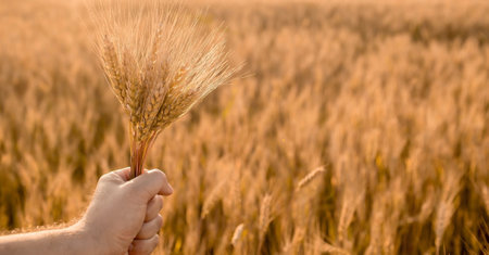 A man holds golden ears of wheat against the background of a ripening field. Farmer's hands close-up. The concept of planting and harvesting a rich harvest. Rural landscape at sunset.の写真素材