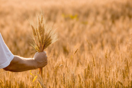 A man holds golden ears of wheat against the background of a ripening field. Farmer's hands...