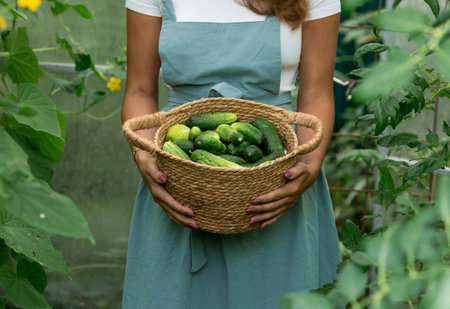 Hands of a girl with a wicker basket close-up. A farmer woman in a cotton apron holds cucumbers. The concept of harvesting in a greenhouse.の写真素材