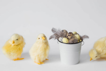 Banner. The concept of the holiday. Easter quail eggs in a white iron bucket and yellow chickens on...