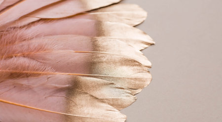 Delicate beige - gold feather. A pattern with golden feathers on a light beige background. view from...