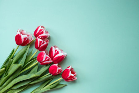 A bouquet of tulips on a turquoise isolated background. The concept of the onset of spring and International Women's Day on March 8.の写真素材