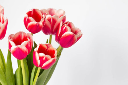 A bouquet of tulips on a white isolated background. The concept of the onset of spring and International Women's Day on March 8.の写真素材
