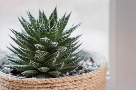 Caring for home plants at home. homemade flowers. Succulents. Growing plants.の写真素材