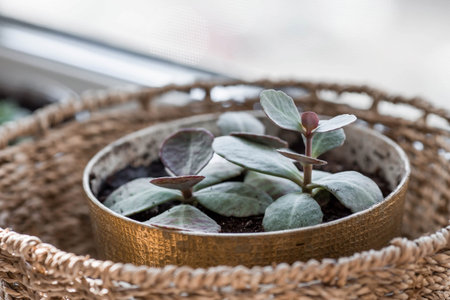 Caring for home plants at home. homemade flowers. Succulents. Growing plants.の写真素材