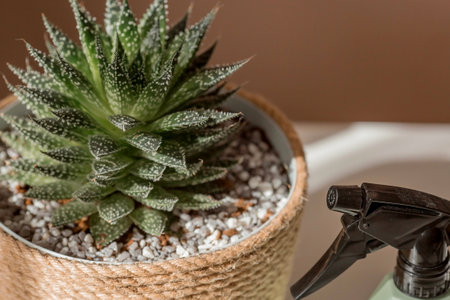 Indoor gardening, household farming and crop production. A lot of indoor plants grow in flower pots in the interior of the room. flower care.の写真素材