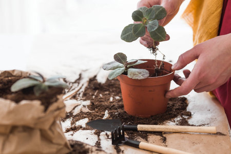 A young woman in vintage clothes in the interior of the kitchen carefully looks after transplants and waters indoor plants. Girl's hands and plants close-up. garden.の写真素材