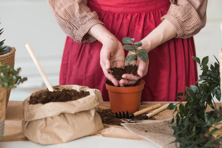 A young woman in vintage clothes in the interior of the kitchen carefully looks after transplants and waters indoor plants. Girl's hands and plants close-up. garden.の写真素材