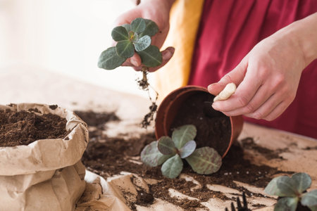 A young woman in vintage clothes in the interior of the kitchen carefully looks after transplants and waters indoor plants. Girl's hands and plants close-up. garden.の写真素材