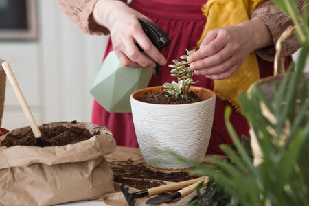 A young woman in vintage clothes in the interior of the kitchen carefully looks after transplants and waters indoor plants. Girl's hands and plants close-up. garden.の写真素材