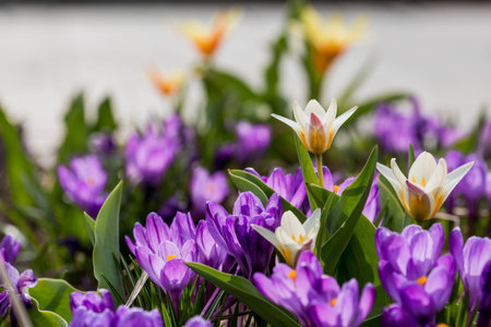 The first spring flowers. Purple crocuses (lat. Crocus) close-up in the morning sunlight.