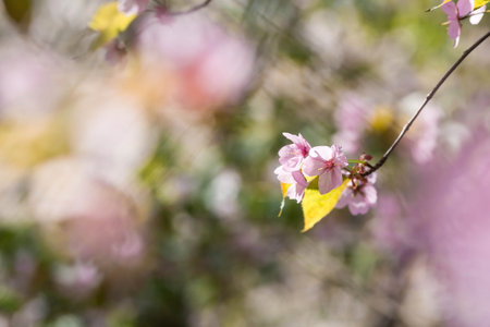 Banner. Cherry blossoms in Moscow. Wallpaper spring nature. Japanese cherry blossoms in the garden. Blossoming buds on the branches of a tree in the Japanese garden in the arboretum. macro photography. Russia, Tsaritsyno.の写真素材
