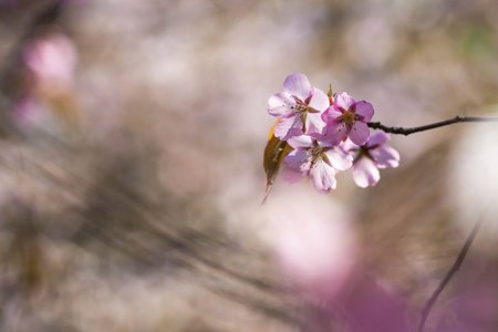 Banner. Cherry blossoms in Moscow. Wallpaper spring nature. Japanese cherry blossoms in the garden. Blossoming buds on the branches of a tree in the Japanese garden in the arboretum. macro photography. Russia, Tsaritsyno.の写真素材