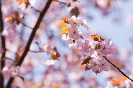 Banner. Cherry blossoms in Moscow. Wallpaper spring nature. Japanese cherry blossoms in the garden....