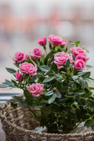 Care of home plants at home. homemade flowers. Roses on the window in stylish wicker baskets. Growing plants.の写真素材