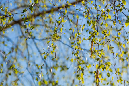 Birch branches with catkins and young leaves in spring as a background or a place to copy text....