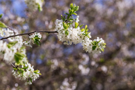 Cherry blossom in spring for background or copy space for text.の写真素材