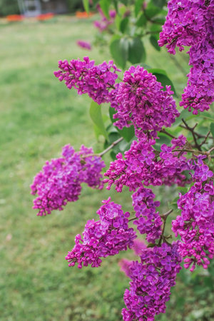 Fluffy, blooming lilac. beautiful floral background. Large clusters of lilacs.