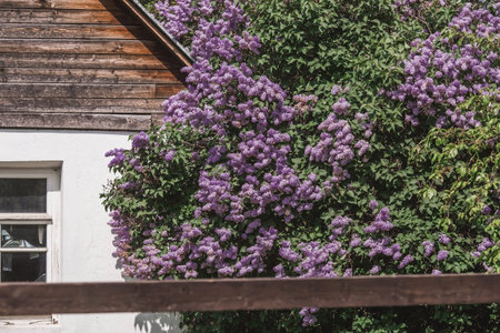 Fluffy blooming lilac at the old house. beautiful floral background. Large clusters of lilac....