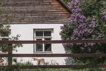Fluffy blooming lilac at the old house. beautiful floral background. Large clusters of lilac....