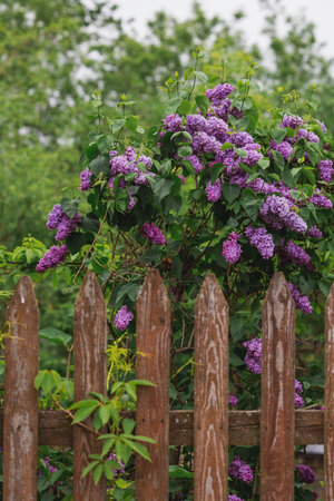 A rustic fence and a bush of bright purple lilac. Fluffy, blooming lilac. beautiful floral...